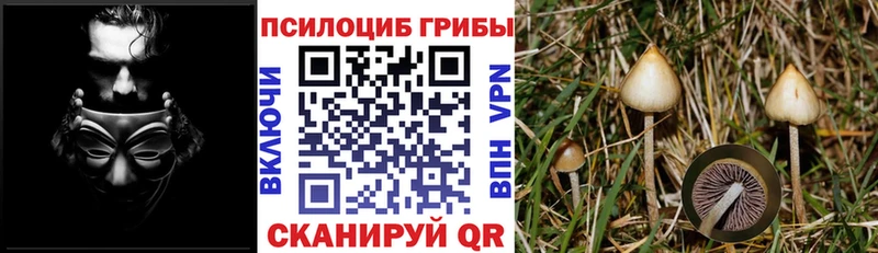 ссылка на мегу вход  Цоци-Юрт  Псилоцибиновые грибы мухоморы 